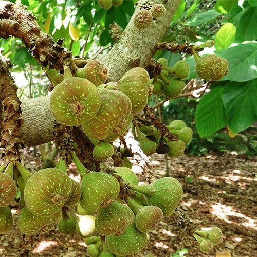 Ficus Auriculata