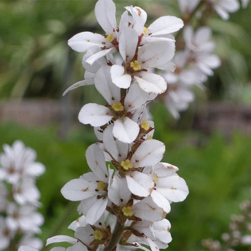 Francoa Ramosa