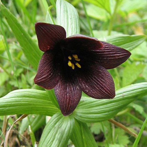 Fritillariacamschatcensis