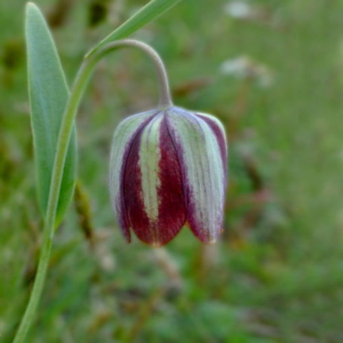 Fritillaria Thessala2