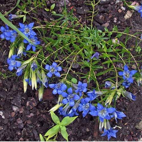 Gentiana Suendermannii