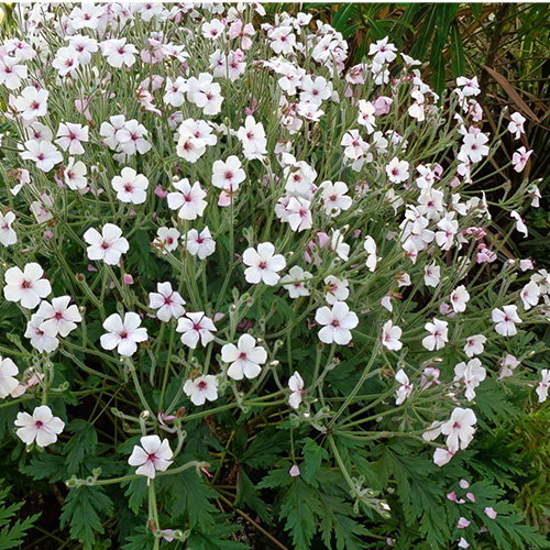 Geranium Maderense Guernsey White