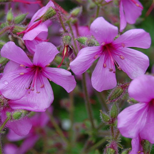 Geranium Palmatum