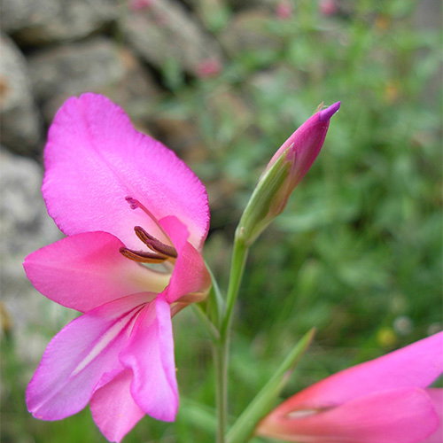 Gladiolus Communis