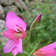 Gladiolus Communis