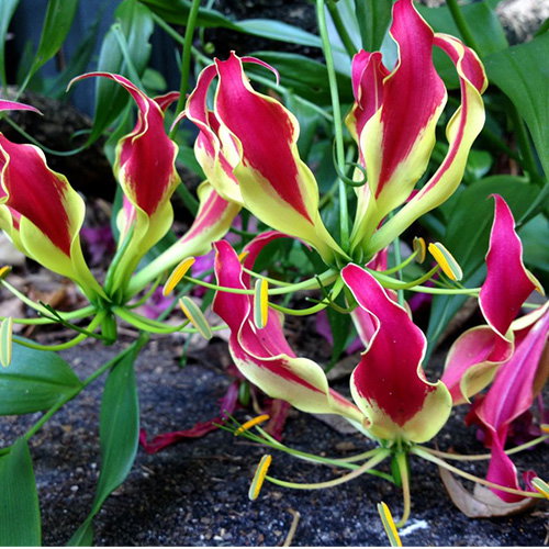 Gloriosa Carsonii
