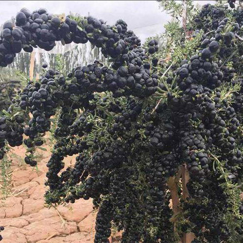 Black Goji Berry