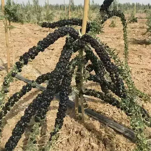 Black Goji Berry