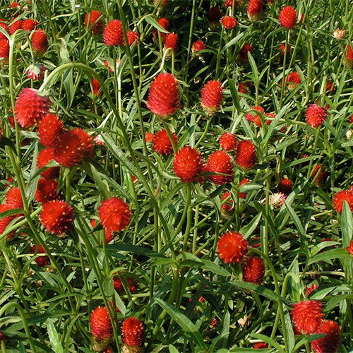 Gomphrena Haageana Strawberry Fields
