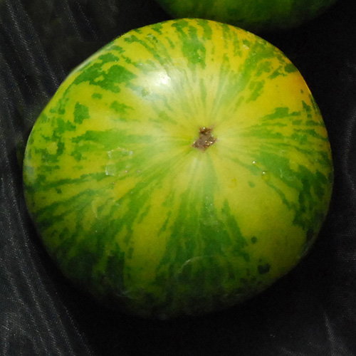 Greenzebra02