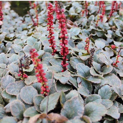 Gunnera Pro Repens