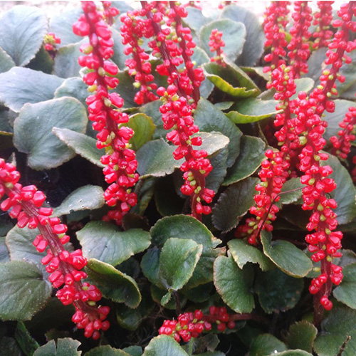 Gunnera Prorepens