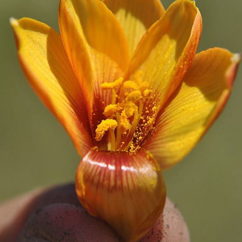 Habranthus Tubispathus
