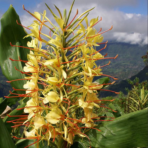 Hedychium Gardenerianum