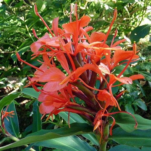 Hedychium Rubrum