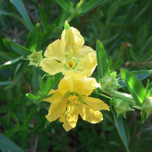 Heimia Salicifolia