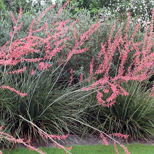 Hesperaloe Parviflora