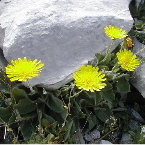 Hieracium Lawsonii