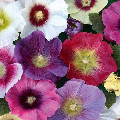 Hollyhock Jamboree Mix