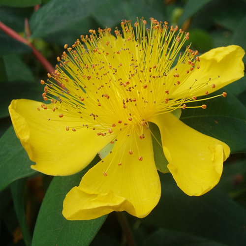Hypericum Calycinum