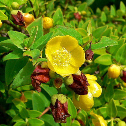 Hypericum Uralum