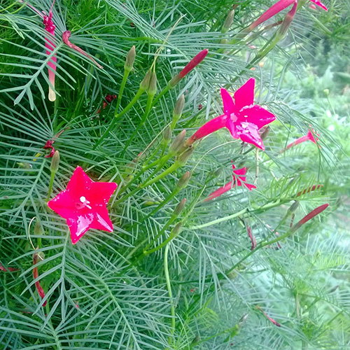Ipomoea Quamoclit