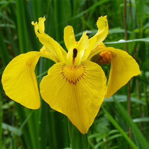 Iris Pseudocorus