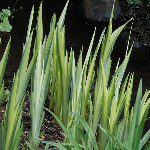 Iris Pseudacorus Variegata