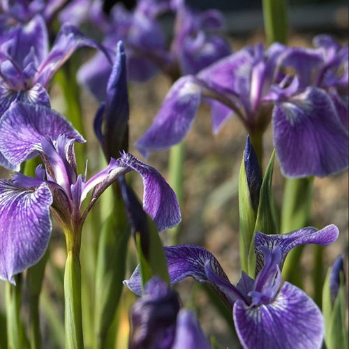 Iris Setosa Ssp Canadensis