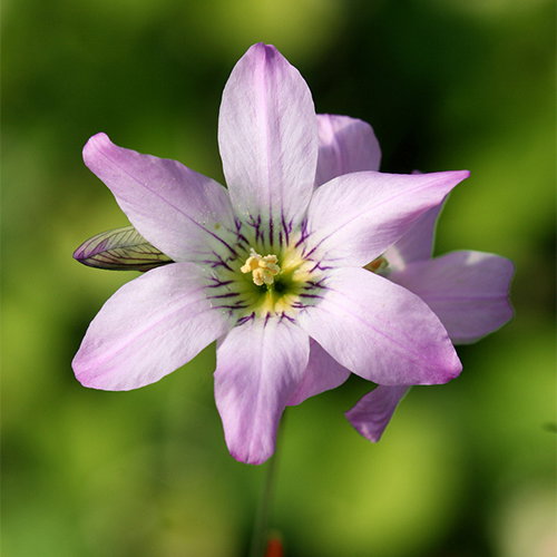 Ixia Thomasiae