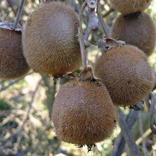 Kiwi Hem