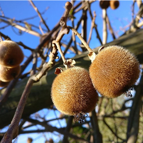 Kiwi Hem