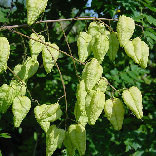 Sq Koelreuteria Paniculata Bladder