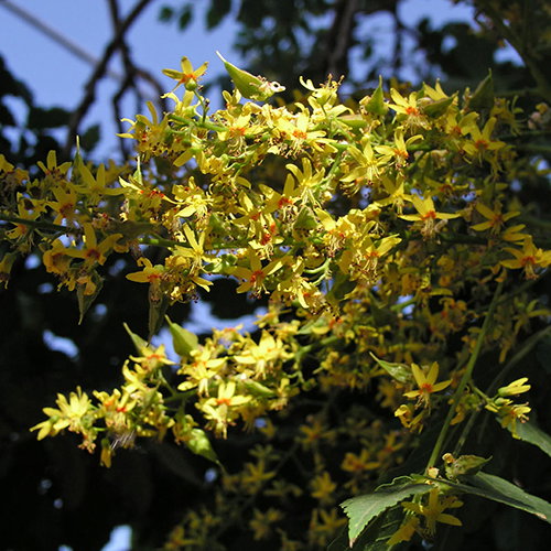 Koelreuteria Paniculata Flowers