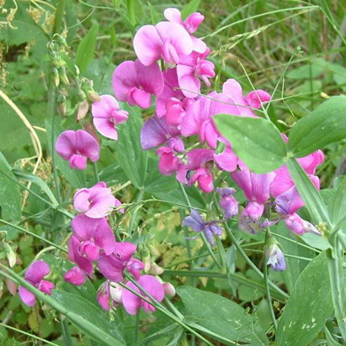 Lathyrus Latifolius