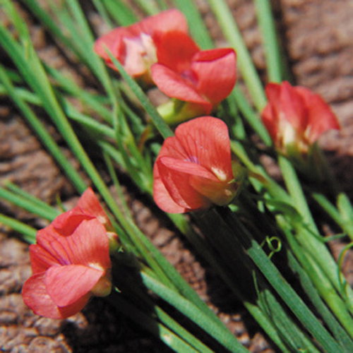 Lathyrus Sphaericus