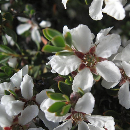 Leptospermum Grandifolium