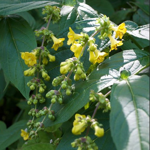 Leycesteria Crocothyrsos
