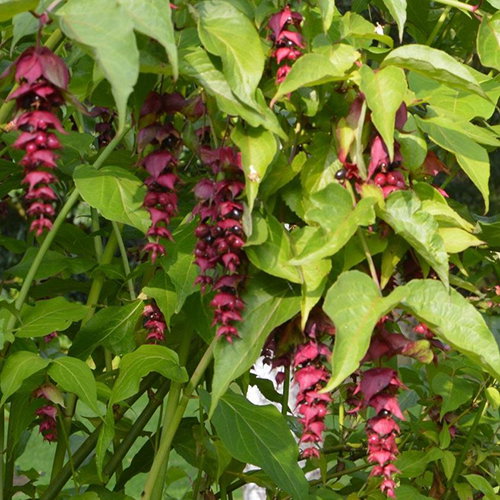 Leycesteria Formosa