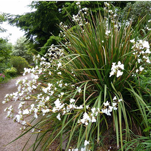 Libertia Grandiflora