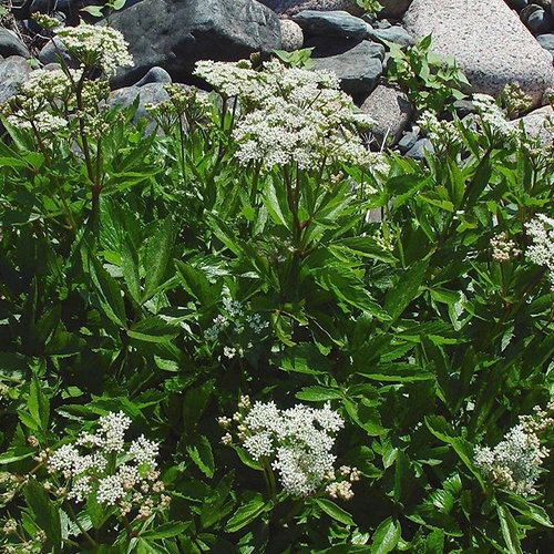 Ligusticum Scoticum