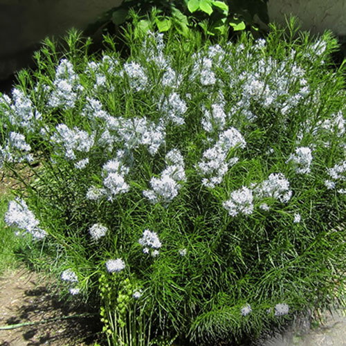 Amsonia Hubrichtii Summer