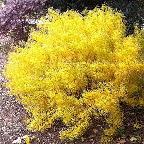 Amsonia Hubrichtii Autumn
