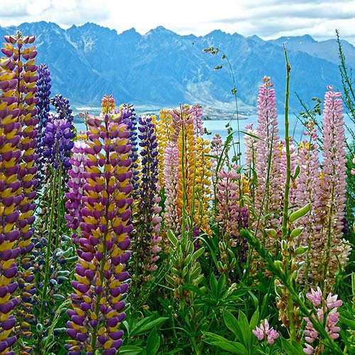 Lupinus Kaleidoscope Collection