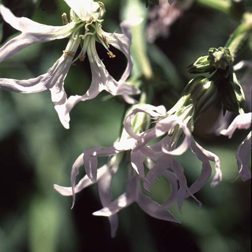 Lychnis Flos Cuculi Alba