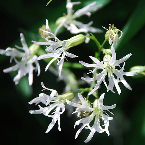 Lychnis Flos Cuculi Alba