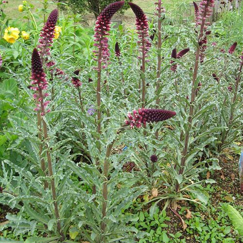 Lysimachia Atropurpurea