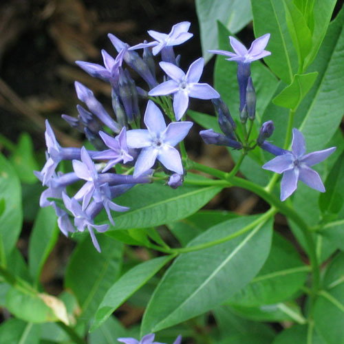 Amsonia Orientalis