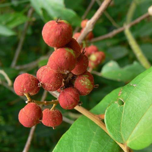 Mallotus Phillipinensis