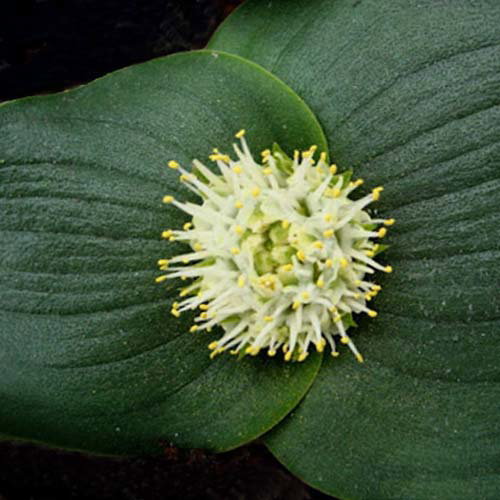 Massonia Echinata